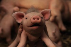 Knor_st_5_jpg_sd-low